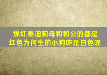 爆红泰迪狗母和和公的都是红色为何生的小狗咋是白色呢
